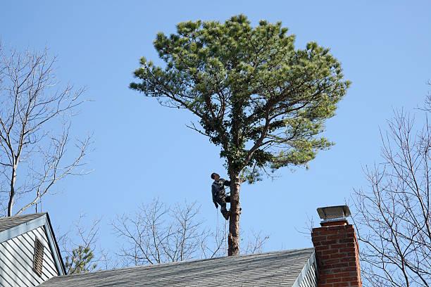 Best Storm Damage Tree Cleanup  in West Sayville, NY